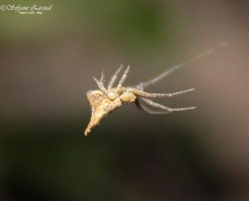 Réf. 275 607 : Tmarus sp.